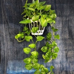 ポトス　グローバルグリーン　観葉植物