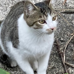 可愛く元気な三兄弟