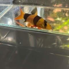 クラウンローチ　±9㎝　熱帯魚
の画像