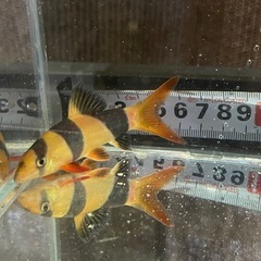 クラウンローチ　±9㎝　熱帯魚
の画像