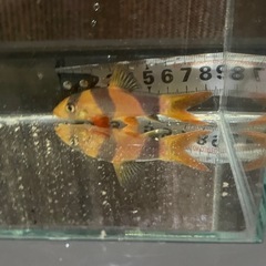 クラウンローチ　±９㎝　熱帯魚
の画像