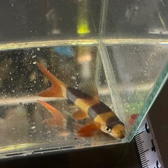 クラウンローチ　±９㎝　熱帯魚
の画像