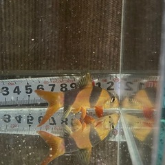 クラウンローチ　±９㎝　熱帯魚
