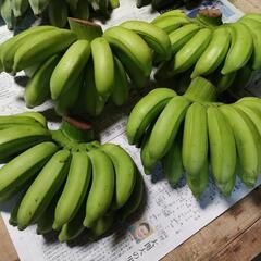 しまバナナ（島バナナ）１キロ４００円