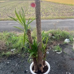 【今日まで‼️】観葉植物yucca🪴
