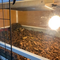 爬虫類ケージ60サイズの画像