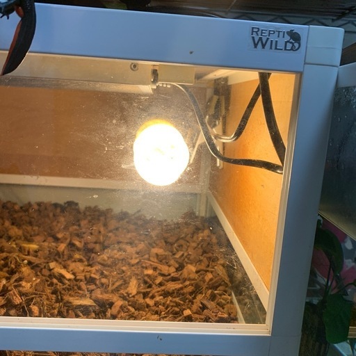 爬虫類ケージ60サイズ