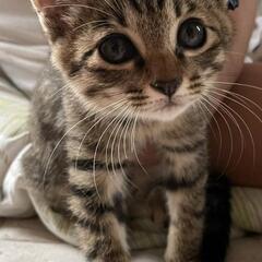 里親決定‼️募集中🐈‍⬛ᯓᡣ𐭩