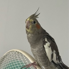 オカメインコの里親募集してます。