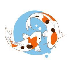 飼えなくなった𓆟錦鯉𓆟を譲ってください。