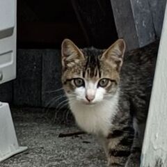 野良、一ヶ月くらい前に現れました。家の、外猫と一緒にいます、夜は...