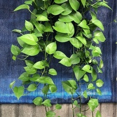ポトス　パーフェクトグリーン　観葉植物