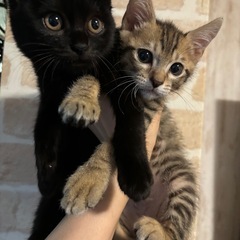 黒猫のゴロゴロ穏やかおんにゃのこ♡子猫だらけの里親会参加