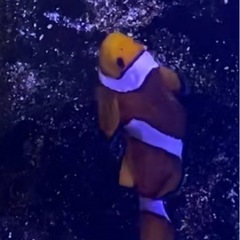 海水魚　カクレクマノミ　ライムラス