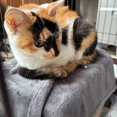 【急募】三毛猫　人慣れしています！
