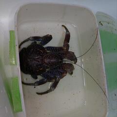 PSA10セレビィ CP5 伝説・幻ドリームキラコレクション 002/036