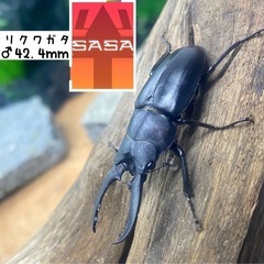 レニノコギリクワガタ　オスのみ（黒タイプ）