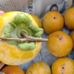 百目柿　干柿に！