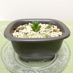 【観葉植物】ハオルチア・オブツーサ系メンバー募集