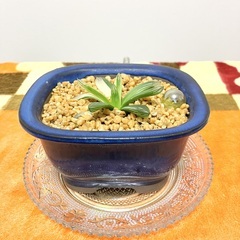【観葉植物】ハオルチア・オブツーサ系メンバー募集 - 葛飾区
