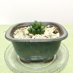 【観葉植物】ハオルチア・オブツーサ系メンバー募集 - その他