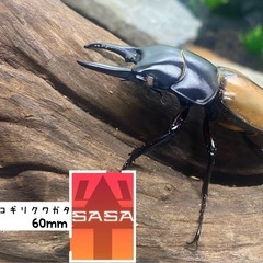 ラフェルトノコギリクワガタ オスのみ(ピンクアイ)