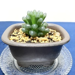 【観葉植物】ハオルチア・オブツーサ系メンバー募集 - メンバー募集