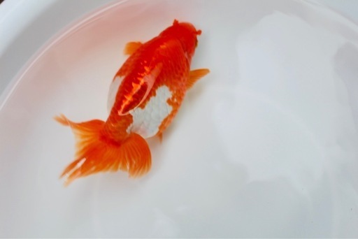 激レア金魚、出雲ナンキン
