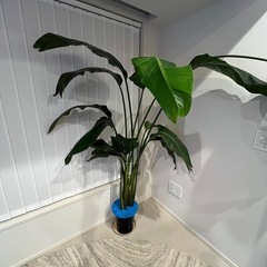 オーガスタ　観葉植物　室内生育　　