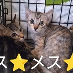 ⭐️くりくりお目々の兄妹です⭐️１匹ずつでも構いません。お願いします