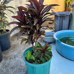 ティリーフ　矮性 コルジリネ 赤