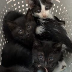 生後1ヶ月♡可愛い黒猫ちゃん♡5兄妹