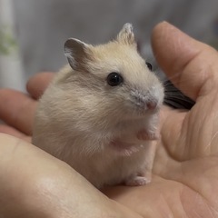 ジャンガリアンハムスター 生後1ヶ月半