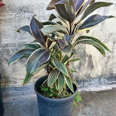 ティリーフ　グリーンストライプ コルジリネ