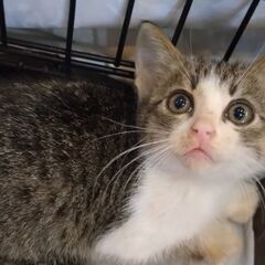 ⭐️お問い合わせありがとうございます⭐️トライアル決まりました