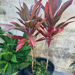 ティリーフ　コルジリネ 赤