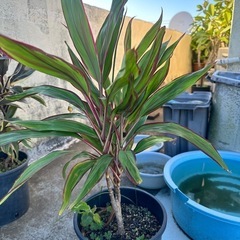 ティリーフ　コルジリネ ストライプ