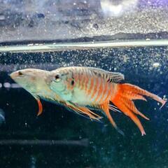 琉球闘魚 ブルー系の画像
