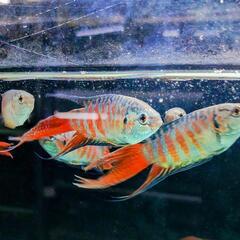 琉球闘魚 ブルー系の画像