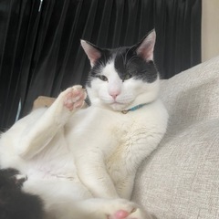 里親募集中 猫 旭川