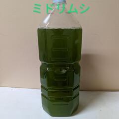 ミドリムシ(ユーグレナ)
水槽の画像