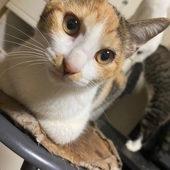 里親募集中 北海道旭川市