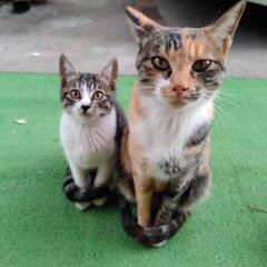 親野良猫、親、子供達です（再募集中です）