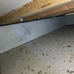 害虫駆除、予防