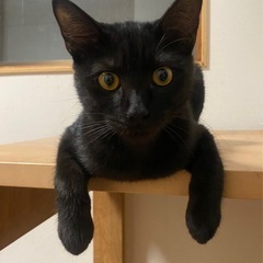 甘えん坊でくつろぎ屋さんな男の子です