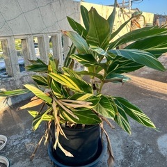 月桃 斑入り サンニン