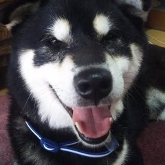 「会員制」ドッグランの愛犬家メンバー募集。 − 奈良県