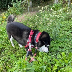 「会員制」ドッグランの愛犬家メンバー募集。 - 香芝市