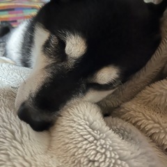 「会員制」ドッグランの愛犬家メンバー募集。 - メンバー募集