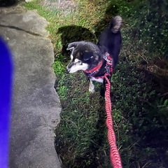 「会員制」ドッグランの愛犬家メンバー募集。 - その他